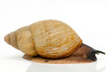 Archachatina porphyrostoma Nigeria B albino shell adult